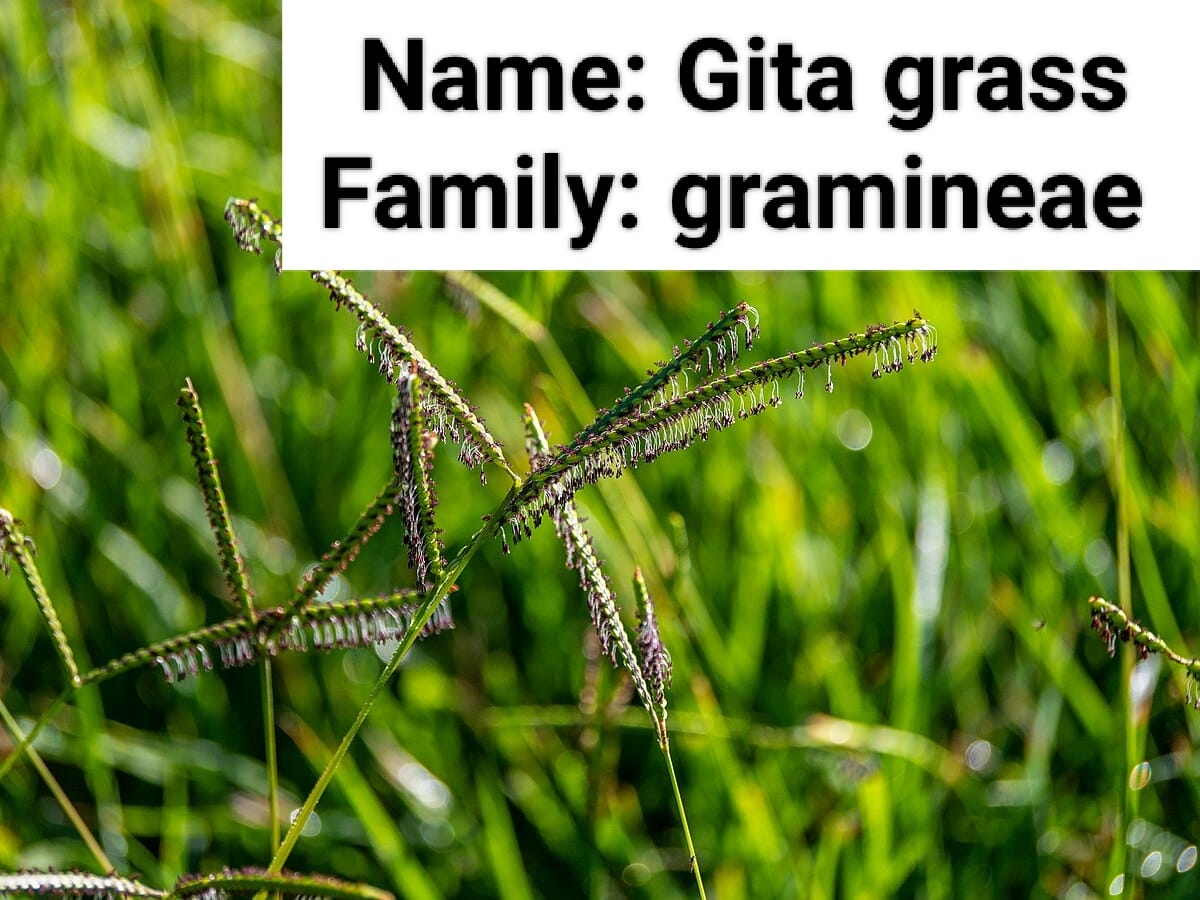 Gitla Ghas